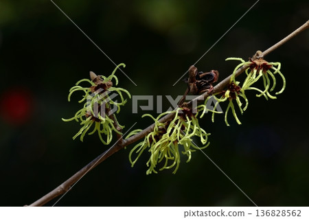Flower that blooms first in spring 136828562
