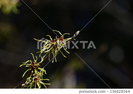 春天首先開花的花 春天首先開花的花 136828564