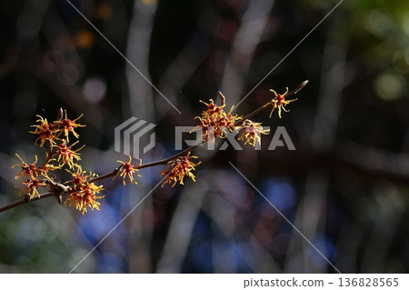 Flower that blooms first in spring 136828565