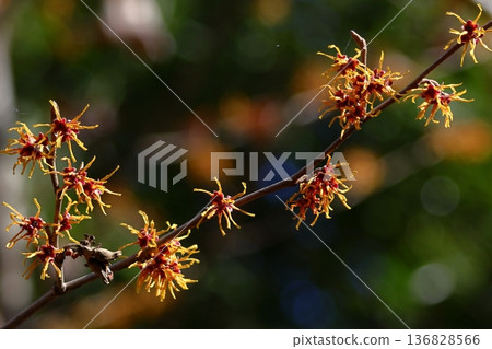 春天首先開花的花 春天首先開花的花 136828566