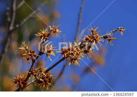 春天首先開花的花 春天首先開花的花 136828567