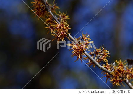Flower that blooms first in spring Flower that blooms first in spring 136828568