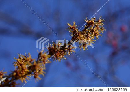 Flower that blooms first in spring Flower that blooms first in spring 136828569