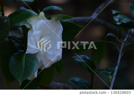Flowering trees that symbolize harmony 136828603