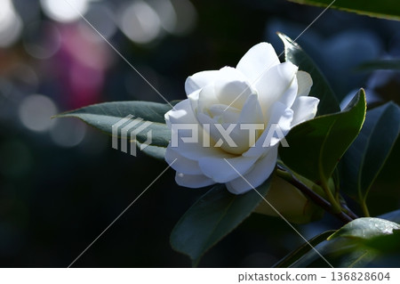 Flowering trees that symbolize harmony Flowering trees that symbolize harmony 136828604
