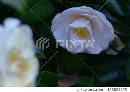 Flowering trees that symbolize harmony 136828605