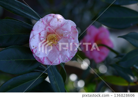 Flowering trees that symbolize harmony Flowering trees that symbolize harmony 136828606