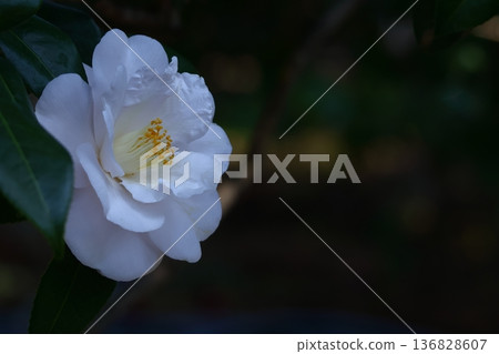 Flowering trees that symbolize harmony Flowering trees that symbolize harmony 136828607