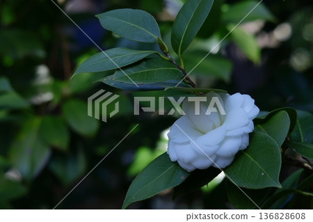 Flowering trees that symbolize harmony Flowering trees that symbolize harmony 136828608