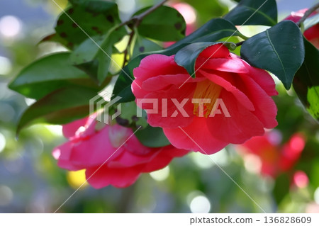 Flowering trees that symbolize harmony 136828609