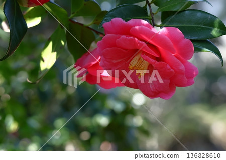 Flowering trees that symbolize harmony 136828610