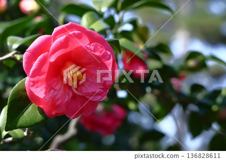 Flowering trees that symbolize harmony Flowering trees that symbolize harmony 136828611