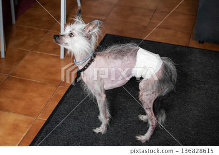 Small Chinese Crested dog wearing a diaper indoors 136828615