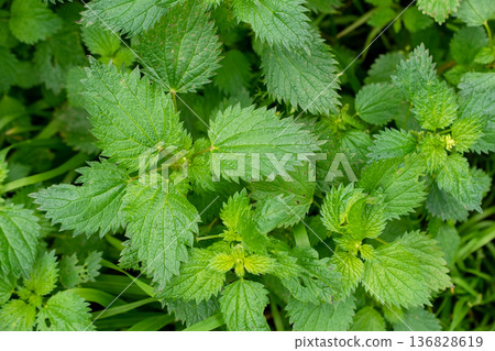 Fresh Green Nettle Plants in Nature 136828619