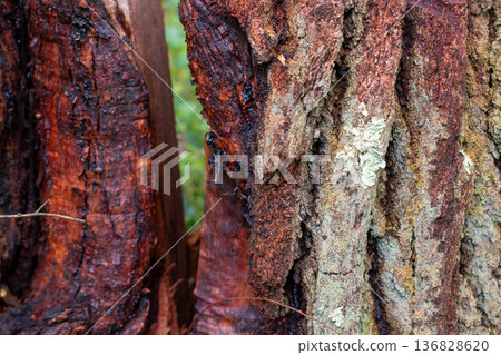 Weathered Tree Bark with Lichen and Deep Crevice Weathered Tree Bark with Lichen and Deep Crevice 136828620
