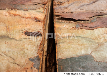 Deep Split in Multilayered Tree Bark 136828632