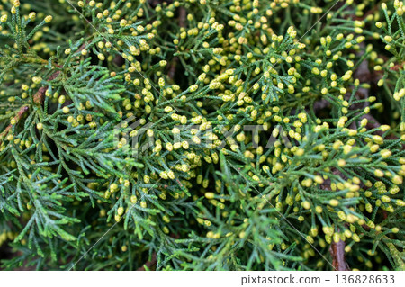 Close-up of Green Conifer Branches with Yellow Pollen Cones 136828633