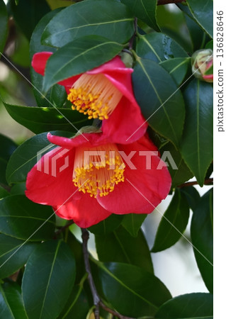 Flowering trees that symbolize harmony 136828646