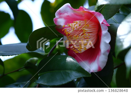 Flowering trees that symbolize harmony Flowering trees that symbolize harmony 136828648