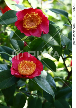 Flowering trees that symbolize harmony 136828650