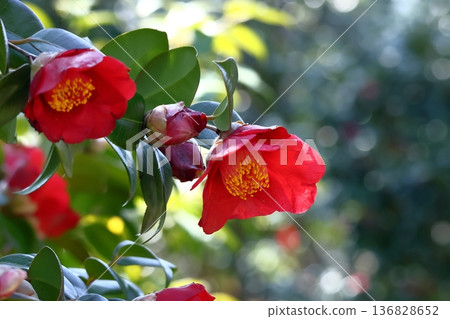 象徵和諧的開花樹木 136828652