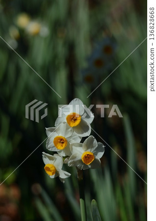 在寒冷的冬天，它依然優雅地綻放 136828668