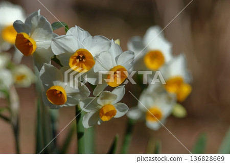 在寒冷的冬天，它依然優雅地綻放 136828669