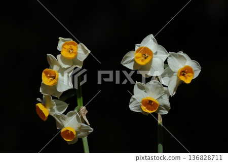 Blossoming dignifiedly in the cold winter 136828711