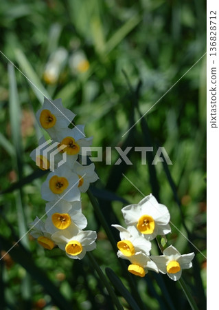 在寒冷的冬天，它依然優雅地綻放 136828712