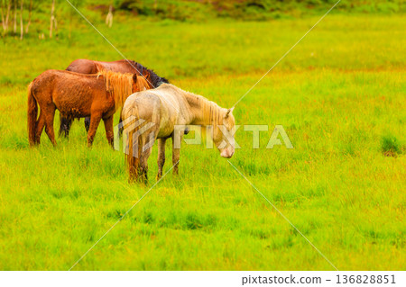 Horse on pasture. Horse on pasture. 136828851