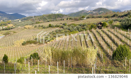 Landscape, panoramic vineyards in fall, winter against backdrop of mountains, blue skies in morning, and traditional houses. Agriculture in northern Italy, Europe. Landscape, panoramic vineyards in fall, winter against backdrop of mountains, blue skies in morning, and traditional houses. Agriculture in northern Italy, Europe. 136829046