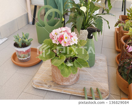 Potted flowers on balcony. Gardening tools. Nature and plant care. Interior design. Potted flowers on balcony. Gardening tools. Nature and plant care. Interior design. 136829084