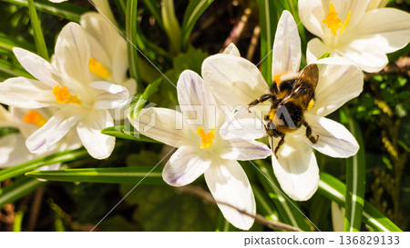 White crosus on grass White crosus on grass 136829133