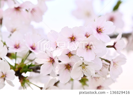 櫻花盛開 136829416