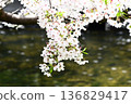 櫻花盛開在水邊 136829417