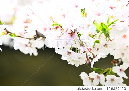 盛開的櫻花正在綻放 盛開的櫻花正在綻放 136829420