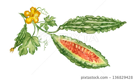 Bitter melon, vine with leaves and flowers, and a cut cucumber with seeds. All hand-painted in watercolor. Design element for the cover of a healthy cooking recipe book and packaging. Bitter melon, vine with leaves and flowers, and a cut cucumber with seeds. All hand-painted in watercolor. Design element for the cover of a healthy cooking recipe book and packaging. 136829428