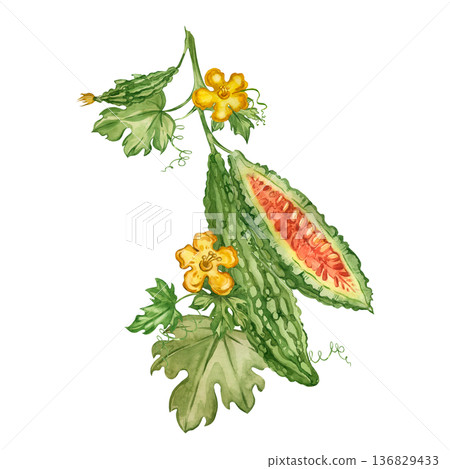 Indian cucumber and bitter melon on a branch with leaves and flowers. All hand-painted in watercolor. For a healthy eating concept design for maintaining health and well-being. Indian cucumber and bitter melon on a branch with leaves and flowers. All hand-painted in watercolor. For a healthy eating concept design for maintaining health and well-being. 136829433