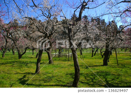 Mito Plum Garden 136829497