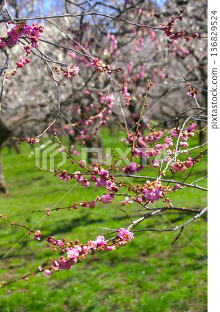 Mito Plum Garden 136829524