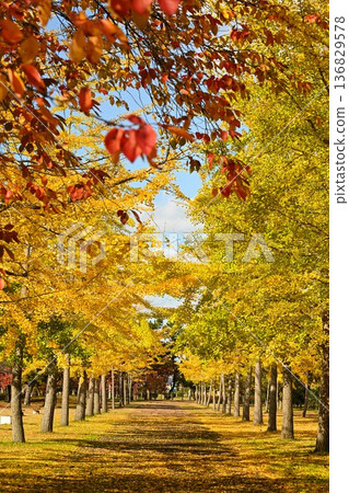 秋高氣爽的日子裡，島見綠地公園和銀杏樹（新潟縣新潟市） 136829578