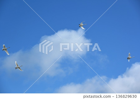 Swans flying in the blue sky, Fukushima 136829630