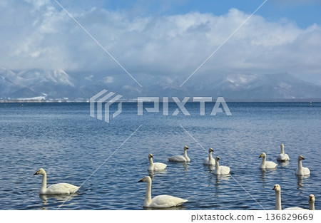 Swans on Lake Inawashiro, Fukushima Swans on Lake Inawashiro, Fukushima 136829669