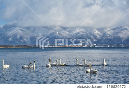 Swans on Lake Inawashiro, Fukushima Swans on Lake Inawashiro, Fukushima 136829672