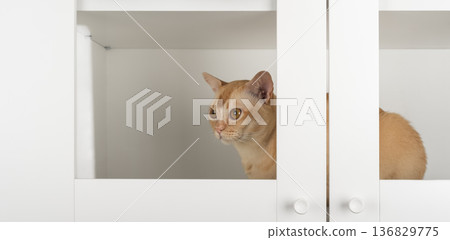 Burmese cat inside cabinet 136829775