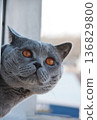 Alert british shorthair cat with orange eyes peeking from window of high rise building closeup portrait. 136829800