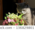 Gray cat inspecting bouquet with lilies of the valley and lilac flowers in sunlight closeup portrait. 136829801