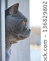 Gray cat with amber eyes looking out of window closeup side profile portrait. 136829802