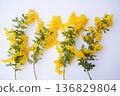Cut flowers of mimosa 136829804
