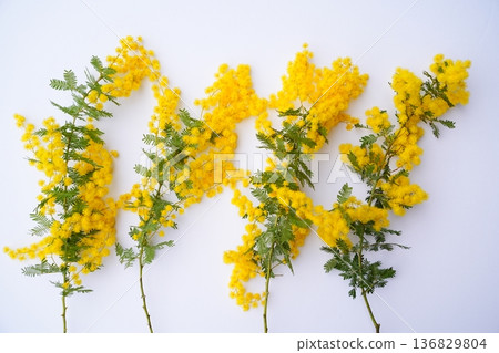 Cut flowers of mimosa Cut flowers of mimosa 136829804